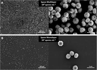 MARSBOx: Fungal and Bacterial Endurance From a Balloon-Flown Analog Mission in the Stratosphere